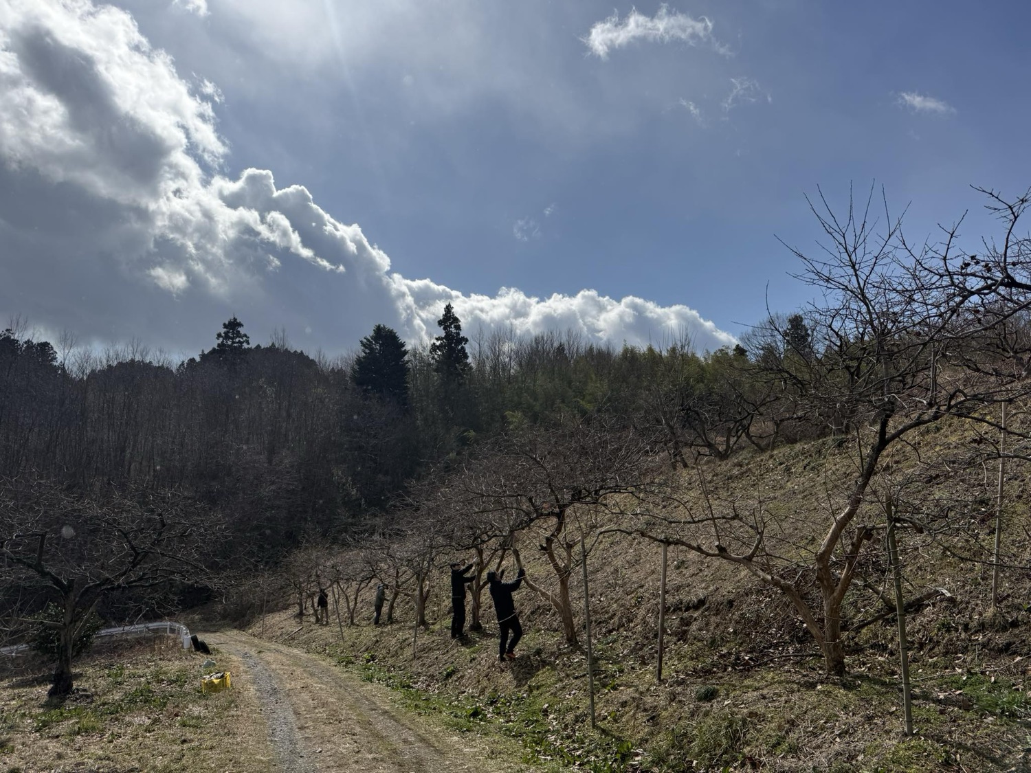 柿の木の粗皮削りクエスト